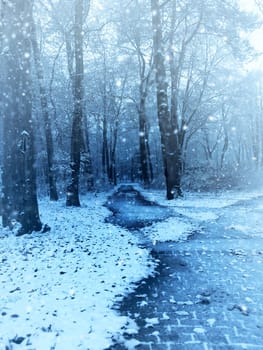 Winter scene with a small beech forest