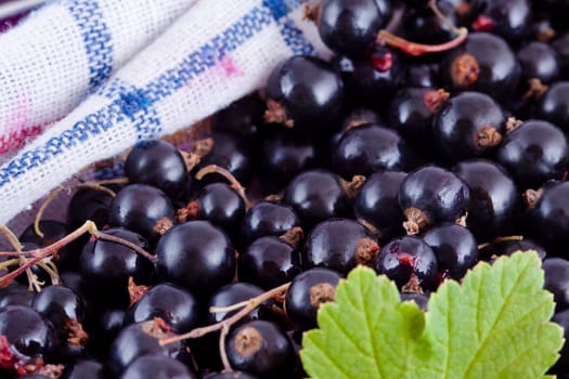black currants fruits with green leaf and white tablecloth