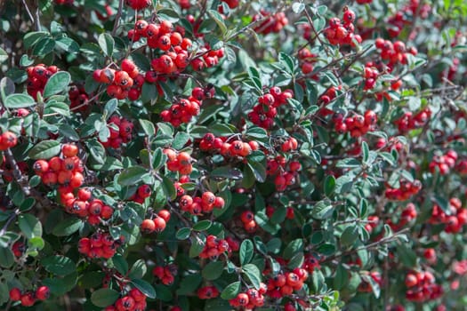 Cotoneaster red fruits in garden, El Rompido, Huelva, Spain