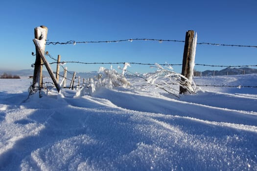 A cold winter day with frozen plants with hoarfrost under a fence