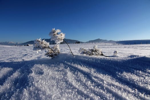An ice-cold snowy landscape with hoarfrost and snow crystals in winter in Bavaria