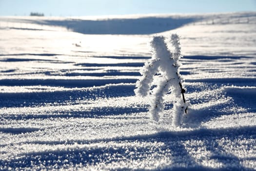 A branch with hoarfrost in the form of a figure in winter on a snow-covered field