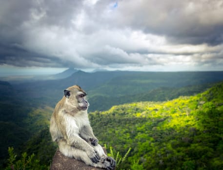 Monkey at the Gorges viewpoint. Black River Gorges national park. Mauritius.