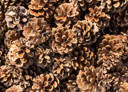Background of pine cones. Decoration that is used on Christmas holidays.