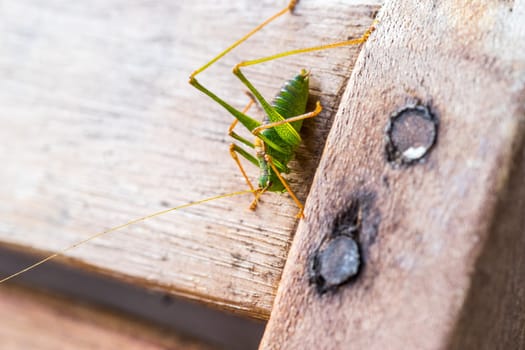 Grashopper or cricket isolated on wooden plank
