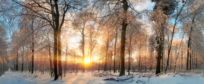Panoramic witner lanscape at sunset,with gold rays of light illumining the snow covered trees