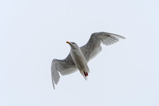Iceland Gull Passing Overhead near Baffin Island in Nunavut, Canada