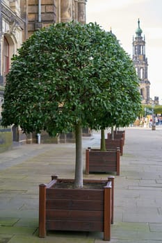 Laurel tree as decoration on the Brühl Terrace on the banks of the Elbe in Dresden
