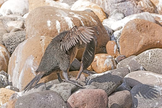 Flightless Cormorant Preening on a Rocky Shore on Isabela Island in the Galapagos Islands