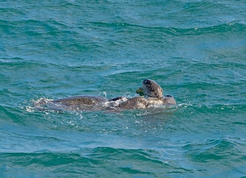 Galapagos Sea Turtles Mating near Isabela Island in the Galapagos