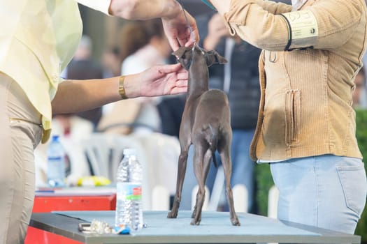 Badajoz, Spain - May 8, 2016: International Exhibition of dogs. Italian Greyhound under the care of their owners before the exhibition contest