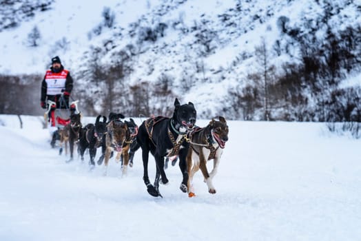 SARDIERES VANOISE, FRANCE - JANUARY 18 2016 - the GRANDE ODYSSEE the hardest mushers race in savoie Mont-Blanc, Vit Kolator,  musher, Vanoise, Alps