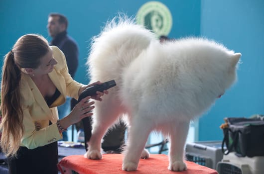 Badajoz, Spain - May 8, 2016: International Exhibition Ed. of dogs. Smiling Sammy dog under the care of its owner before the exhibition contest