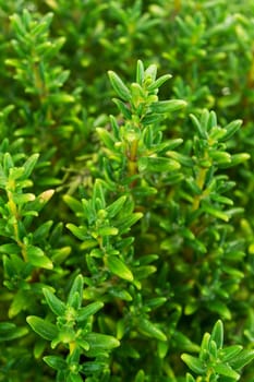 Thyme close-up,spice and medicinal plant
