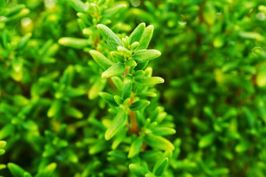 Thyme close-up,spice and medicinal plant