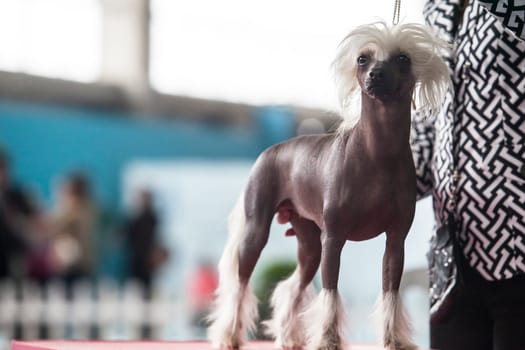 Badajoz, Spain - May 8, 2016: 32 International Exhibition Ed. of dogs. Chinese crested dog under the care of its owner before the exhibition contest