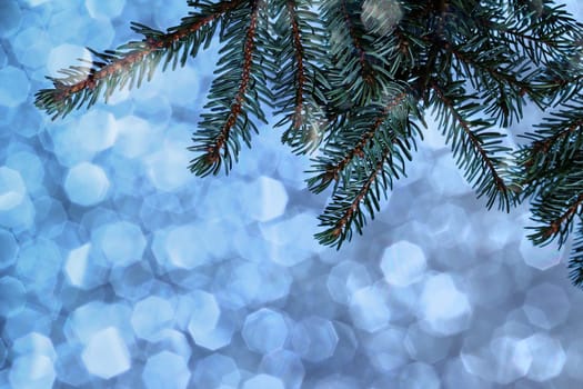 Christmas background - fir branch against a blue glittering background