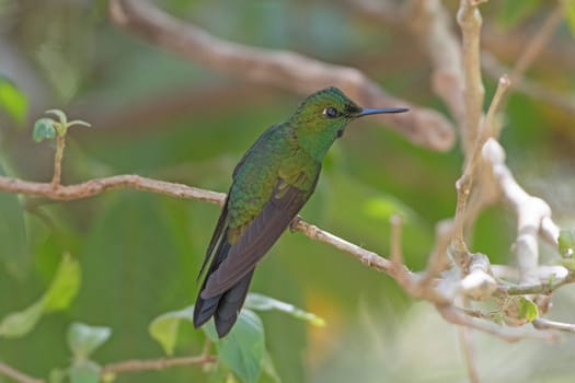 Male Green Crowned Brilliant Hummingbird in the Monteverde Cloud Forest in Costa Rica
