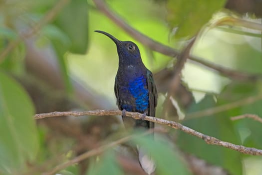 Violet Sabrewing Hummingbird in the Monteverde Cloud Forest in Costa Rica
