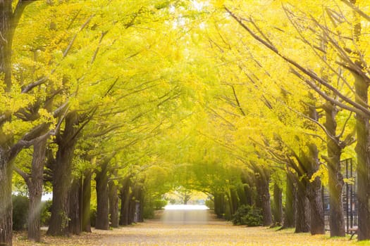 The Ginkgo leaf yellow colour during autumn season Japan