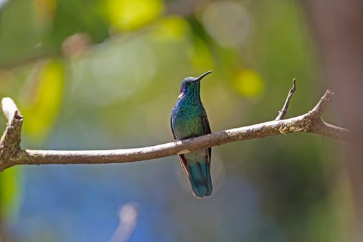 Green Violet Ear Hummingbird in the Monteverde Cloud Forest in Costa Rica