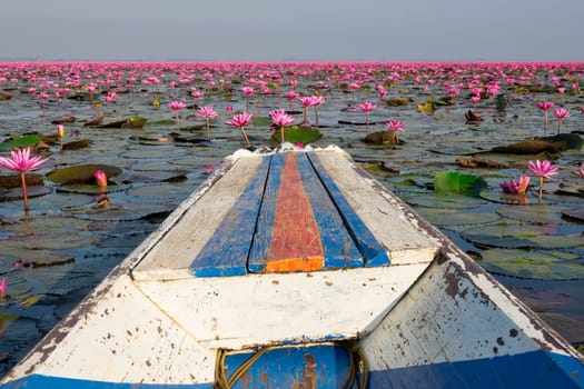 Lake with lotus flowers,open pink water lilies in Thailand