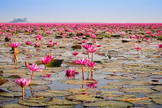 Lake with lotus flowers,open pink water lilies in Thailand