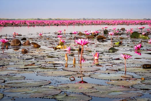 Lake with lotus flowers,open pink water lilies in Thailand