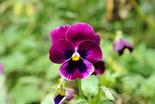 Beautiful violet flower against a green grass.