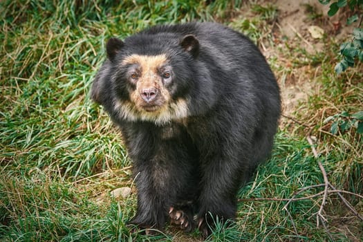 Asian Black Bear (Ursus Thibetanus, Previously Known as Selenarctos Thibetanus)