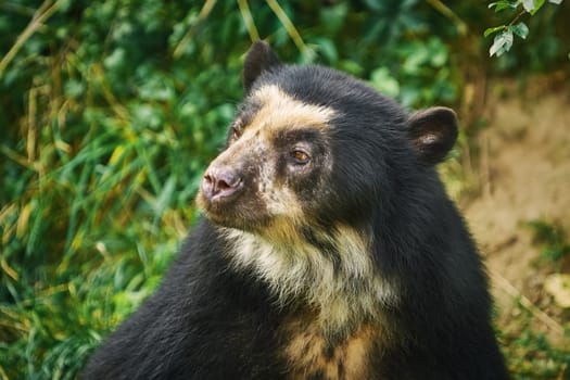 Asian Black Bear (Ursus Thibetanus, Previously Known as Selenarctos Thibetanus)