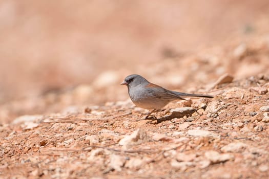 Dark Eyed Junco on the Ground in Bryce Canyon National Park in Utah