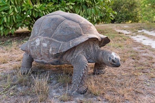 Curious Aldabra giant tortoise (Aldabrachelys gigantea) on Bird Island,Seychelles,Indian Ocean