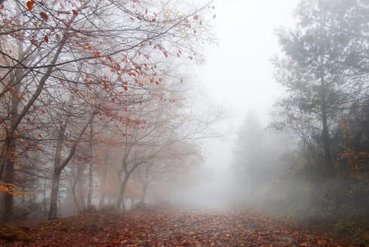 Foggy landscape of Gerês N. P. Portugal in beautiful Autumn colors