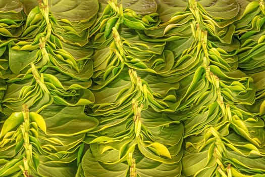 Betel pepper,stacked leaves for the market