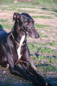 Beautiful young spanish greyhound also called in Spain Galgo. Black shiny dog