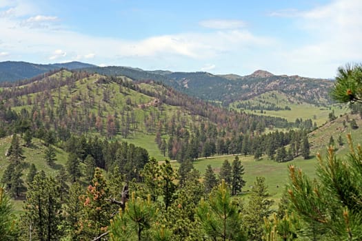 Black Hills Panorama in Summer in Wind Cave National Park in South Dakota