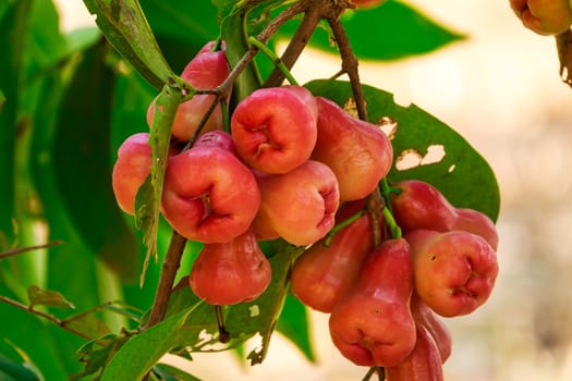 Java apple,tropical fruit on tree