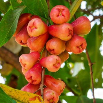 Java apple,tropical fruit on tree