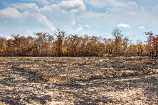 Agriculture with slash-and-burn,landscape in Thailand for the preparation of rice fields