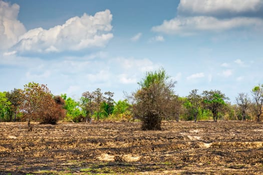 Agriculture with slash-and-burn,landscape in Thailand for the preparation of rice fields