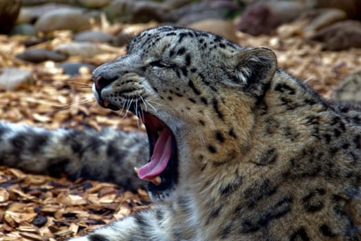 Snow leopard