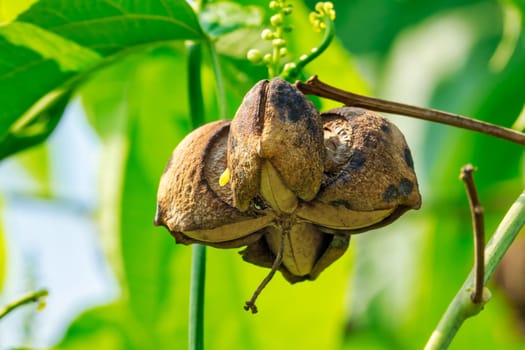 Incan,tropical fruit for the extraction of oil