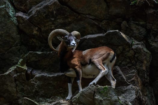 the mouflon (Ovis musimon) in Merlet Animal Park. Chamonix, France