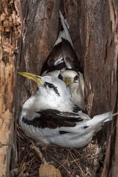 White-tailed tropical birds (Phaethon lepturus) in the nest on Bird Island,Seychelles,Indian Ocean