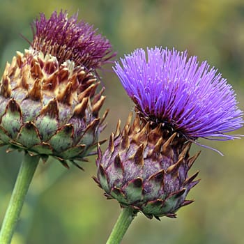 Flowering artichokes Cynara cardunculus