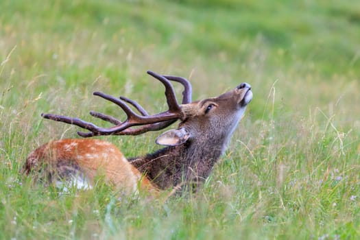 sika deer in Merlet Animal Park. Chamonix, France