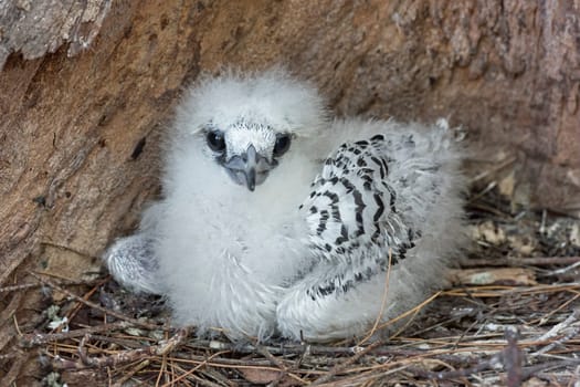 White-tailed tropical birds (Phaethon lepturus) Chicks in the nest on Bird Island,Seychelles,Indian Ocean