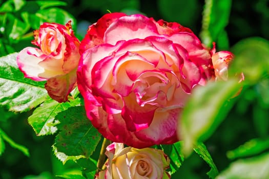 Roses in spring,cultivated noble roses in the garden