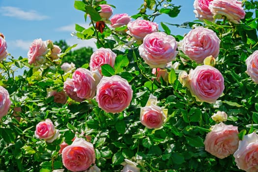 Roses in spring,cultivated noble roses in the garden